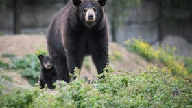 Black bear and her cub 