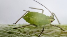 Aphid