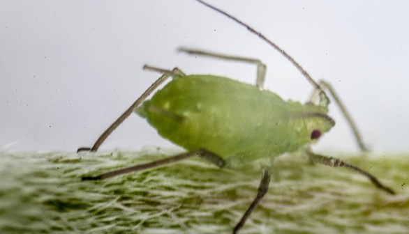 Aphid