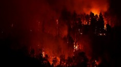 Giant Sequoia trees burning in the Sequoia National Forest