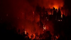 Giant Sequoia trees burning in the Sequoia National Forest