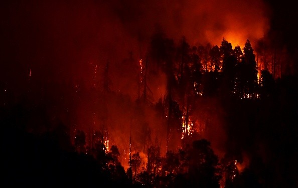 Giant Sequoia trees burning in the Sequoia National Forest