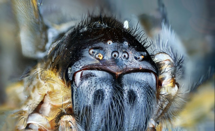 Spider Up Close