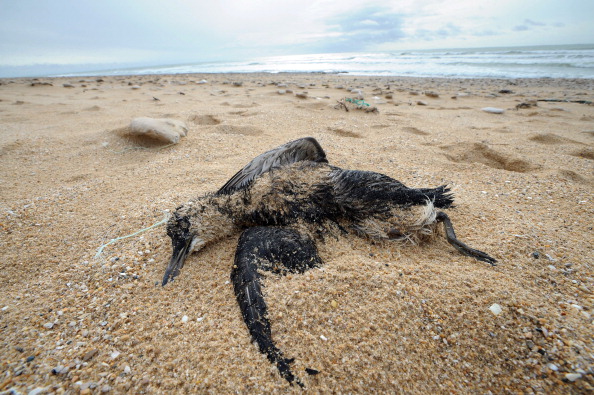 Body of a guillemot washed up on a beach