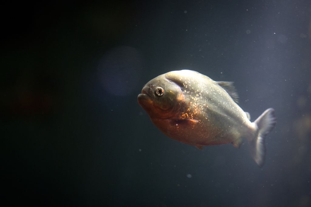 Piranha Sightings Reported on the Rivers of North Texas | Nature World News