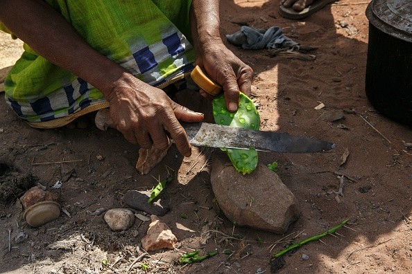 Woman prepares raketa (cactus) to eat with her daughter due to hunger 