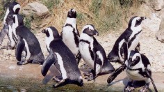 African Penguins