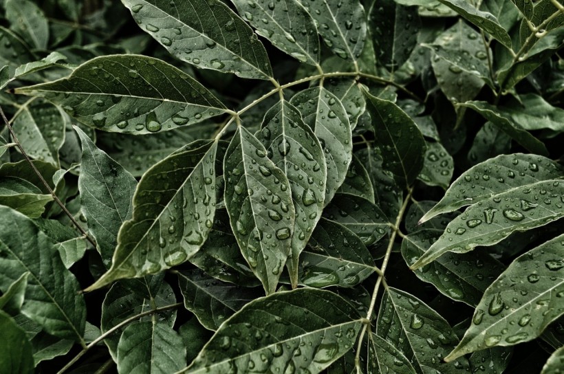 Green Ovate Leaves