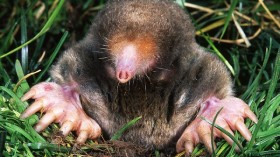 Common mole