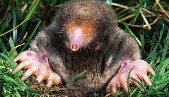 Common mole