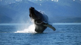 humpback whale