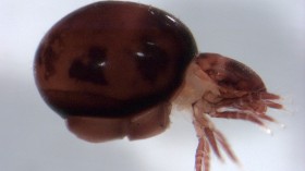 Mite Beetle