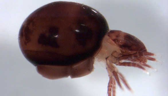 Mite Beetle