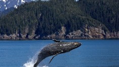 Humpback whale