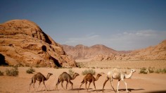 Camels