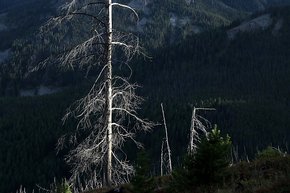  A mountain pine beetle-killed lodgepole pine tree rises like gray ghost 
