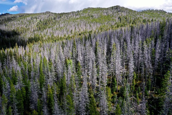 Dead lodgepole pine stand out like grey ghosts among living trees