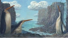 Kawhia Penguin - Artist's Interpretation