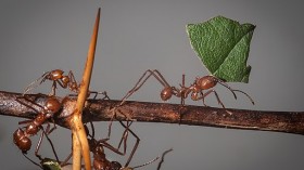 Leafcutter Ant