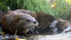 River Otter