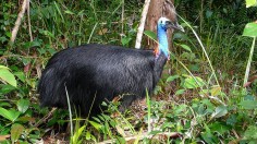 Cassowary