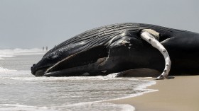 Whale Washes Ashore On Long Island Beach