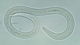 Hookworm