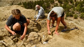 Volunteers and researchers excavating dinosaur bones and fossils