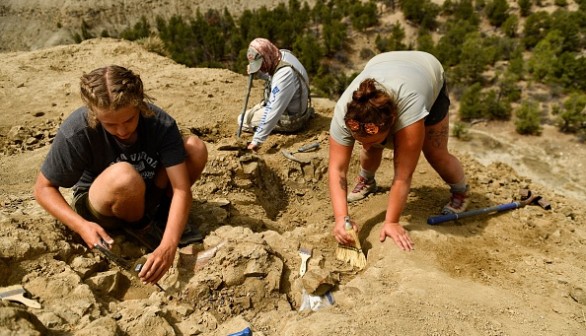 Volunteers and researchers excavating dinosaur bones and fossils