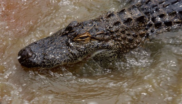 Fatal Alligator Attacks Set New Record In Florida
