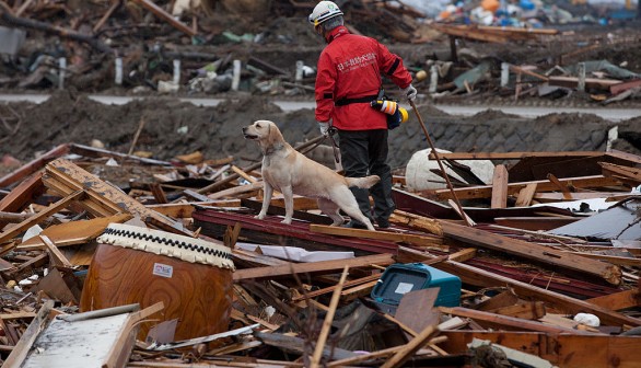 A team member from NPO Japan Rescue Dog