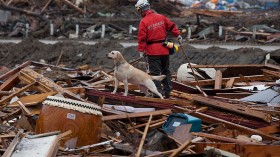 A team member from NPO Japan Rescue Dog