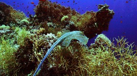 A Spotted Reef Stingrey ( Taeniura Lymma