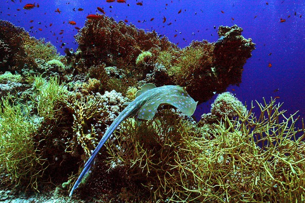 A Spotted Reef Stingrey (Taeniura Lymma