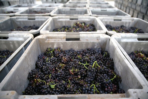 Grapes at a winery