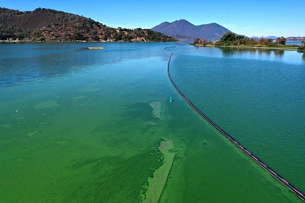 'Blue-green algae' can generate toxins that are capable of contaminating food webs and poisoning water supplies.