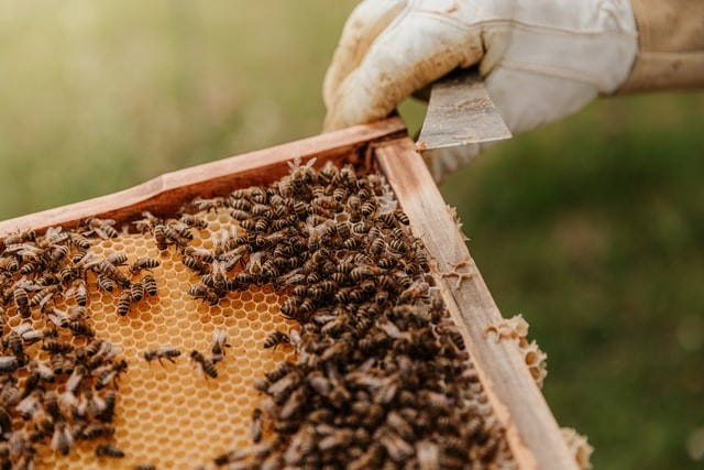 Basic Things You Should Know to Start a Beekeeping Business