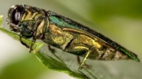 emerald ash borer