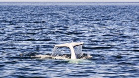 Beluga Whale