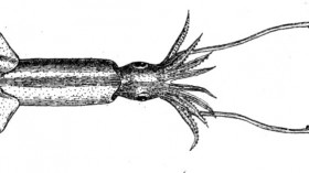 Sthenoteuthis oualaniensis