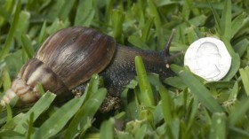  Giant African Snail
