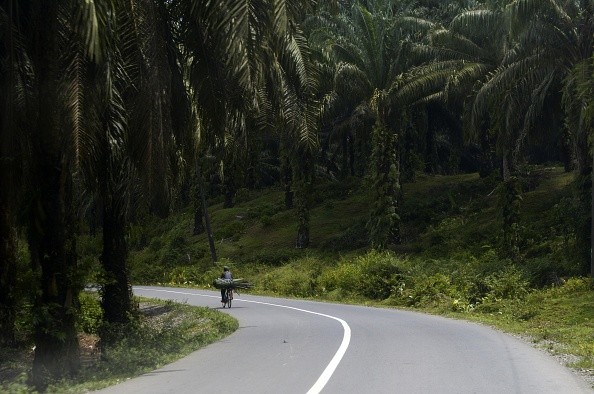  oil palm plantation 