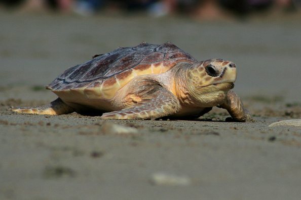 Incredible Two Headed Turtles In Massachusetts Are Thriving Despite Of Rare Condition Nature 