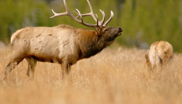 Bull Elks In Yellowstone National Park