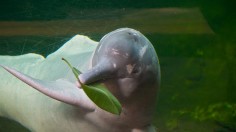 Amazon Pink River Dolphin