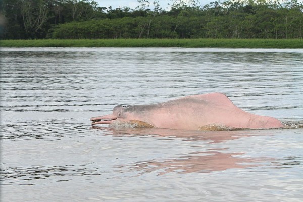 Amazon Hunters Are Working With Scientists To Save Rare Pink River Dolphins Nature World News