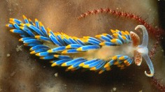 Nudibranch