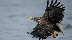 White-tailed Eagle