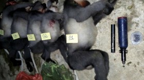 Bodies of critically endangered grey-shanked douc langurs reportedly killed by poachers in the Ba To district of the central Quang Ngai province