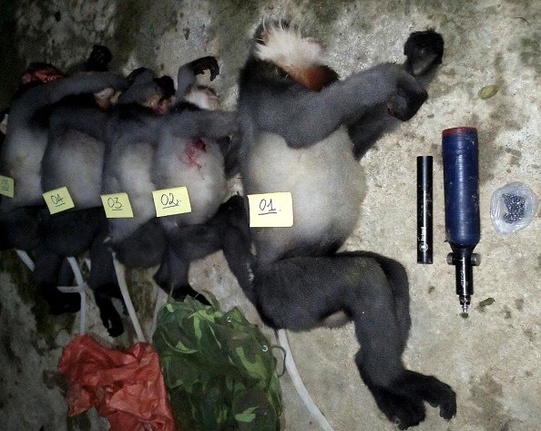 Bodies of critically endangered grey-shanked douc langurs reportedly killed by poachers in the Ba To district of the central Quang Ngai province